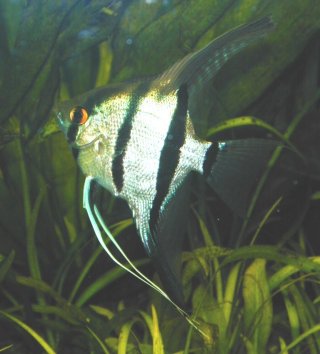 Angel fish