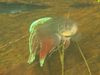 Betta splendens male